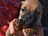 À réserver 9 chiots Staffordshire Bull Terrier LOF