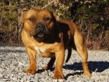 À réserver 9 chiots Staffordshire Bull Terrier LOF