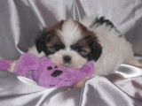 Shih Tzu LOF Paiement 10X Livraison Possible