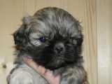 Shih Tzu LOF Paiement 10X Livraison Possible