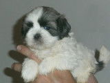 Shih Tzu LOF Paiement 10X Livraison Possible