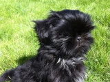 Shih Tzu LOF Paiement 10X Livraison Possible