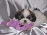 Chiots Shih Tzu disponibles à la vente (LOF)