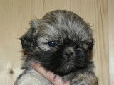 Chiots Shih Tzu disponibles à la vente (LOF)