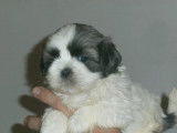 Chiots Shih Tzu disponibles à la vente (LOF)