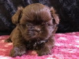 Chiots Shih Tzu disponibles à la vente (LOF)