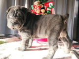 À vendre un chiot Shar-Peï bleu mâle LOF