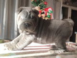 À vendre un chiot Shar-Peï bleu mâle LOF