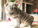 À vendre un chiot Shar-Peï bleu mâle LOF