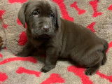 Vente de chiots Labrador Retriever mâles (LOF)