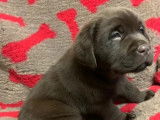 Vente de chiots Labrador Retriever mâles (LOF)