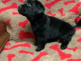 Vente de chiots Labrador Retriever mâles (LOF)