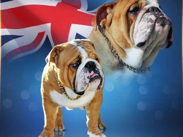Chien Bulldog Anglais de couleur fauve et blanc âgé d’un an (LOF) disponible pour des saillies