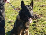Chien Berger Belge Malinois de couleur fauve charbonné âgé de 2 ans (LOF), à vendre
