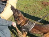 Chien Berger Belge Malinois de couleur fauve charbonné âgé de 2 ans (LOF), à vendre