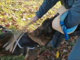 Chien Berger Belge Malinois de couleur fauve charbonné âgé de 2 ans (LOF), à vendre