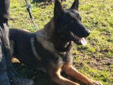 Chien Berger Belge Malinois de couleur fauve charbonné âgé de 2 ans (LOF), à vendre