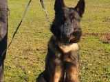 Chien Berger Belge Malinois de couleur fauve charbonné âgé de 2 ans (LOF), à vendre