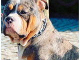 Chien American Bully au pelage tricolore merle noir (non LOF), disponible pour des saillies