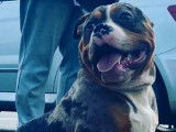 Chien American Bully au pelage tricolore merle noir (non LOF), disponible pour des saillies