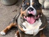 Chien American Bully au pelage tricolore merle noir (non LOF), disponible pour des saillies