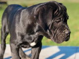 Mise en vente d’un chiot mâle Cane Corso noir LOF