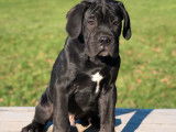 Mise en vente d’un chiot mâle Cane Corso noir LOF