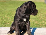 Mise en vente d’un chiot mâle Cane Corso noir LOF