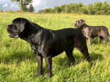 Mise en vente d’un chiot mâle Cane Corso noir LOF