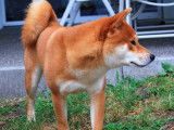 Etalon Shiba Inu roux LOF disponible pour saillie