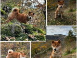 Etalon Shiba Inu roux LOF disponible pour saillie