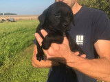 Vente d’un chiot mâle Labrador noir né en septembre 2021 LOF