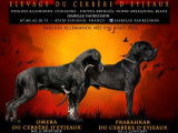 Un chiot Dogue Allemand noir et blanc LOF né en août 2021 en vente