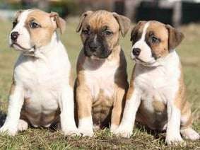 3 chiots American Staffordshire Terrier nés en 2021 LOF à céder