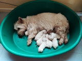 Superbes chiots Westies à vendre