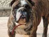 Chien mâle Bouledogue Anglais tricolore de 1 an et demi disponible pour saillie