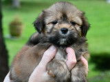 Chiots Lhassa Apso disponibles &agrave; la r&eacute;servation (LOF)