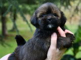 Chiots Lhassa Apso disponibles &agrave; la r&eacute;servation (LOF)