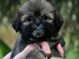 Chiots Lhassa Apso disponibles &agrave; la r&eacute;servation (LOF)