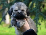 Chiots Lhassa Apso disponibles &agrave; la r&eacute;servation (LOF)