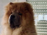 Chiots de race Chow Chow &agrave; vendre (2 m&acirc;les)