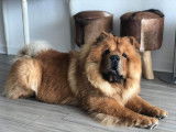 Chiots de race Chow Chow &agrave; vendre (2 m&acirc;les)