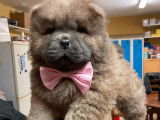 Chiots de race Chow Chow &agrave; vendre (2 m&acirc;les)