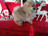 Un chien mâle Spitz Pomeranian orange LOF en vente