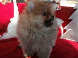 Un chien mâle Spitz Pomeranian orange LOF en vente
