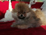 Un chien mâle Spitz Pomeranian orange LOF en vente