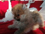 Un chien mâle Spitz Pomeranian orange LOF en vente