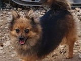 Une chienne Spitz Nain LOF fauve charbonn&eacute; de 3 ans &agrave; acheter
