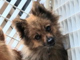 Une chienne Spitz Nain LOF fauve charbonn&eacute; de 3 ans &agrave; acheter