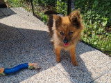 Une chienne Spitz Nain LOF fauve charbonn&eacute; de 3 ans &agrave; acheter